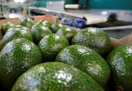 هذا ما يحدث في جسمك خلال تناولك الأفوكادو "فوائد الأفوكادو للرجل"