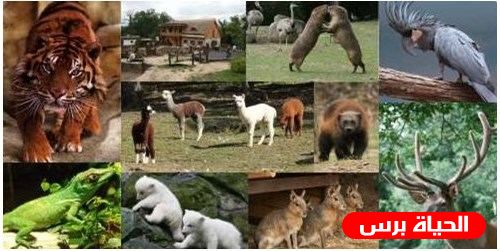 نفوق 4 أشبال في حديقة حيوان في رفح 