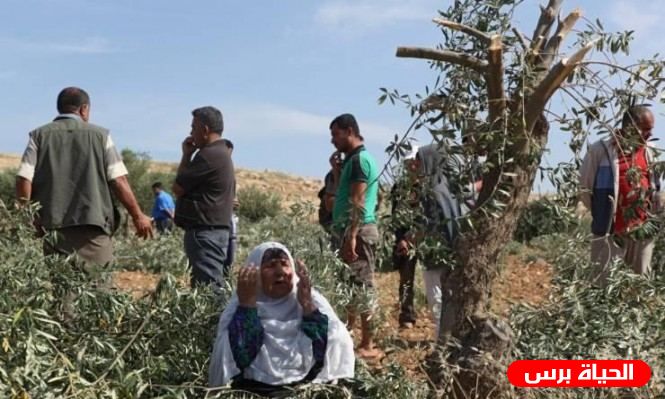 مستوطنون يقطعون 20 شجرة زيتون في المغير شرق رام الله