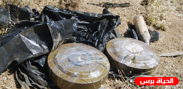نفوق أربعة رؤوس أبقار بسبب لغم للإحتلال في الأغوار الشمالية
