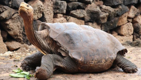 ذكر سلحفاة ينقذ فصيلته من الإنقراض خلال 80 عاماً