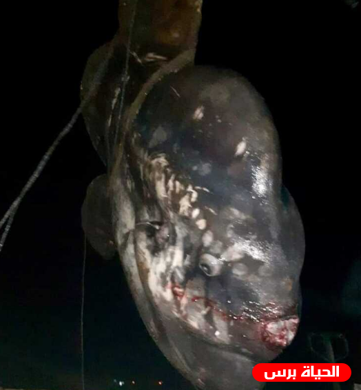 هذا مصير سمكة الشمس التي تم إصطيادها في غزة