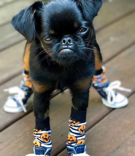 تعرف على الكلب تشيكو " زهقان على طول "