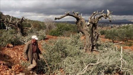 Israeli settlers uproot dozens of olive saplings east of Hebron
