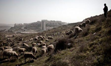Israeli settlers assault shepherds near Bethlehem