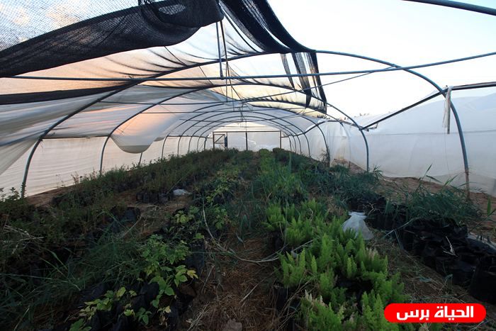 الرياح تلحق أضرارا في البيوت البلاستيكية شرق نابلس