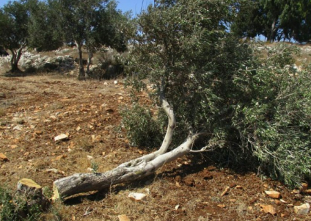 مستوطنون يقتلعون أشجار زيتون في قرية ياسوف