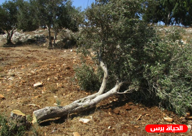 مستوطنون يقتلعون أشجار زيتون في قرية ياسوف