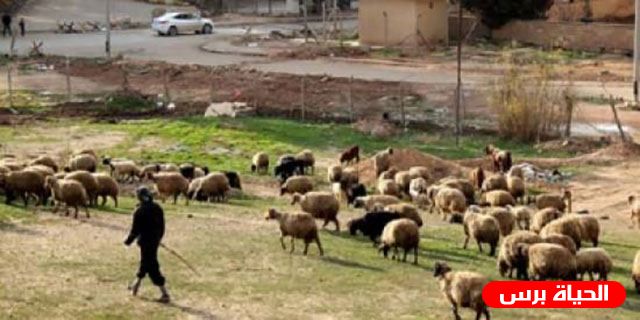 الاحتلال يطلق النار علي رعاة الاغنام شرق مدينة غزة