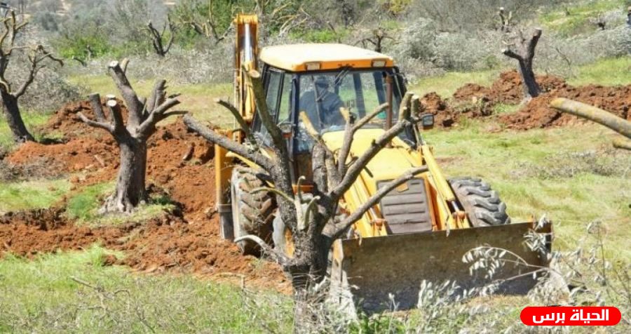 الاحتلال يقتلع مئات أشجار الزيتون في بردلة بالأغوار الشمالية