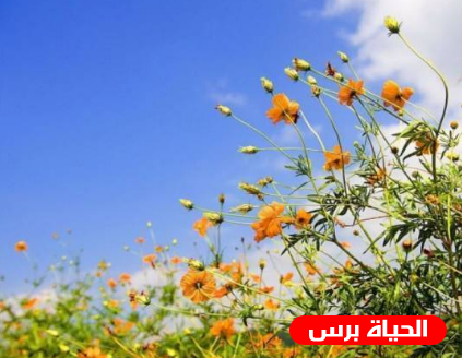 الطقس : ارتفاع جديد على درجات الحرارة