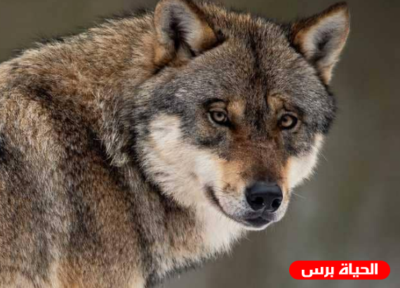 أنقذا حيوان من الموت وتفاجئا بما حصل