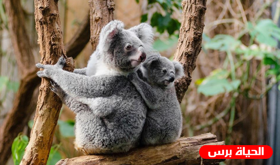 جريمة جديدة بحق حيوانات الكوالا في استراليا 