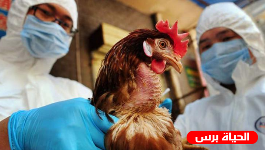 مساعي لمكافحة انفلونزا الطيور في السعودية