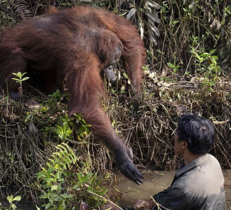 قردة تثير إعجاب الملايين بتصرفها الغريب