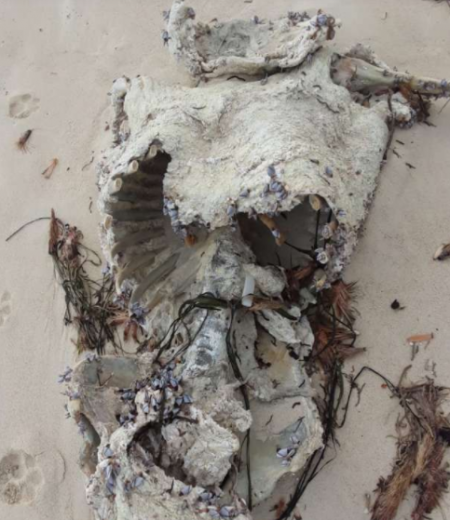 العثور على جثة بشرية متحللة على شاطئ مرسى مطروح