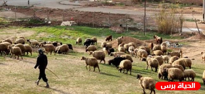 قوات الاحتلال تعتقل 3 رعاة في الأغوار الشمالية