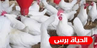اسعار الدواجن اليوم فى مصر منير السقا اليوم السبت 9/3/2019