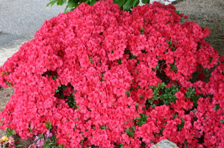 قصة عيد الام .. صور عيد الام 