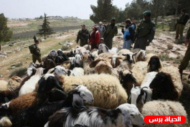 الاحتلال يطلق النار تجاه رعاة الاغنام شرق خانيونس