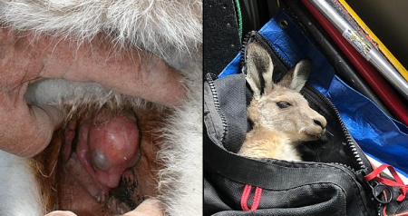 كنغر يفاجئ فريق أنقذه من داخل منجم ذهب