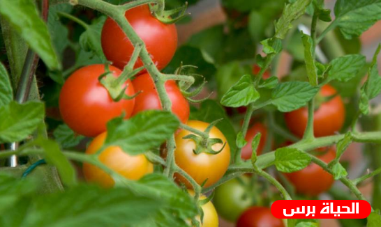 وزير الزراعة الفلسطيني يكشف الأضرار التي لحقت بالزراعة جراء المنخفض