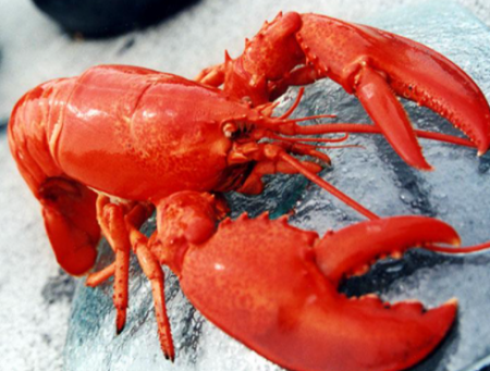 كيفية تواصل حيوانات "الكركند" الإستاكوز