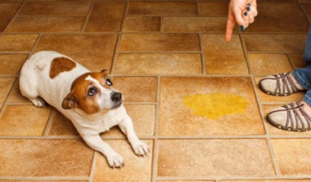 تدريب الكلاب الصغيرة على قضاء الحاجة "التبول"