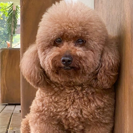 كلاب الزينة الصغيرة "كلاب البودل"