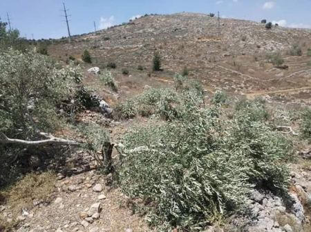Settlers chop off olive trees, assault farmers in Bethlehem
