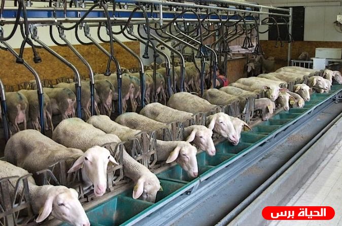 اغلاق اسواق المواشي بالضفة بعد انتشار الحمى القلاعية