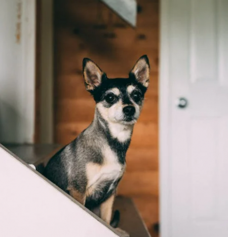 تفسير رؤية الكلاب في المنام