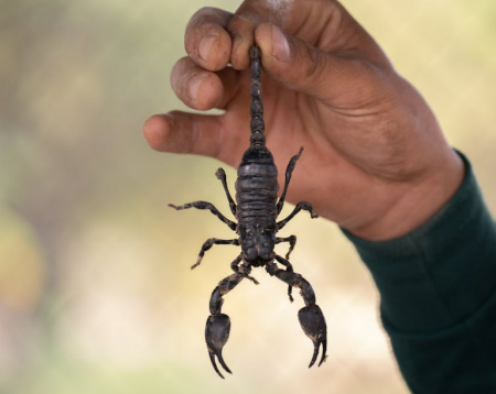 تفسير رؤية العقرب في المنام
