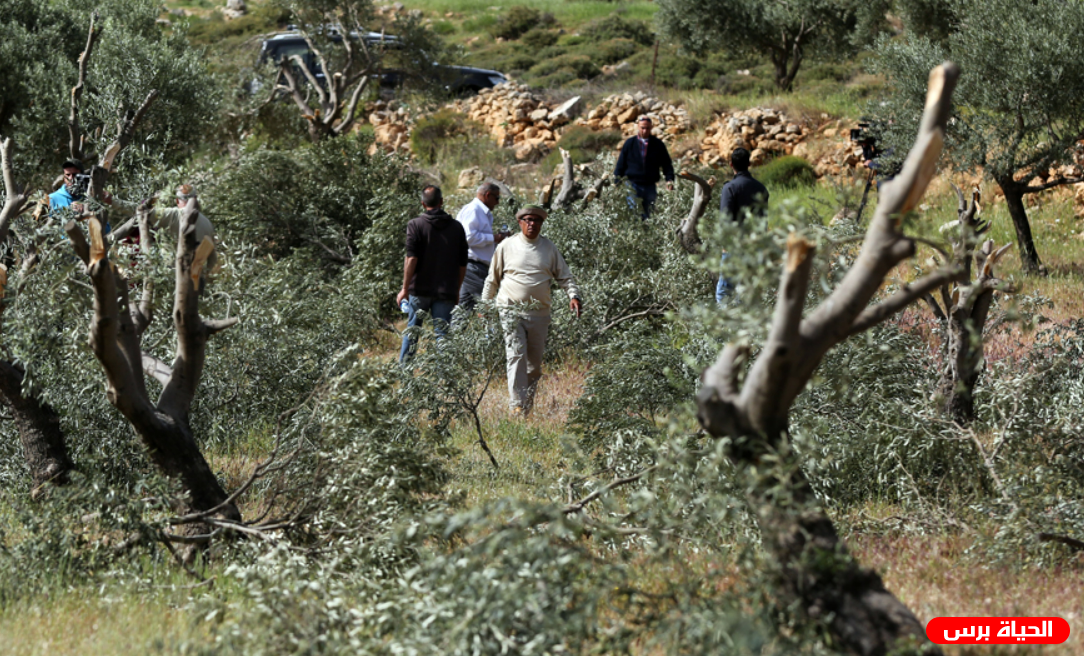 مستوطنون يقطعون أشجار زيتون من أراضي حوسان غرب بيت لحم 