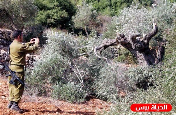 مستوطنون يقطعون 550 شجرة كرمة ولوزيات في أراضي دير جرير شمال شرق رام الله 