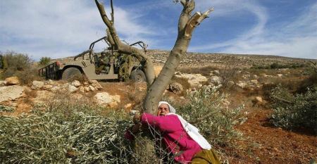 Les bulldozers de l’occupation rasent des terres et déracinent des oliviers à Bethléem 