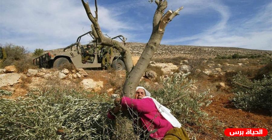 Les bulldozers de l’occupation rasent des terres et déracinent des oliviers à Bethléem