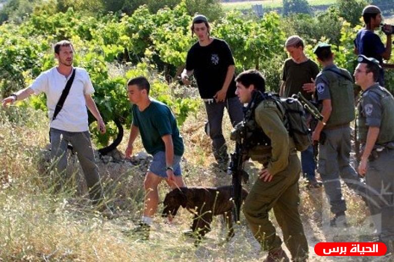 مستوطنون ينصبون خيمة في أرض بقرية الجبعة جنوب بيت لحم