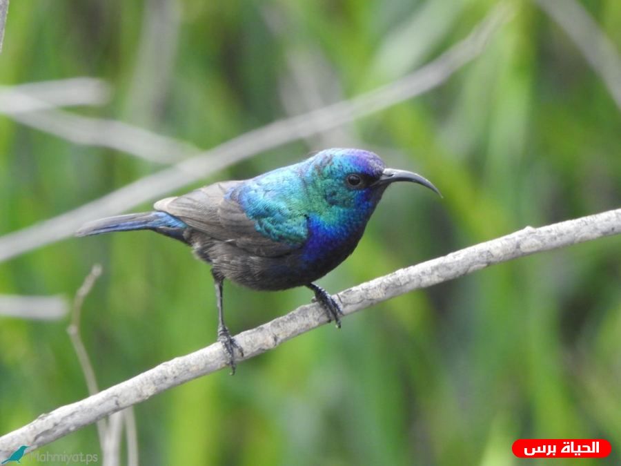 محميات فلسطين: رصد نحو تسعة آلاف طائر من شرفات المنازل خلال أسبوع