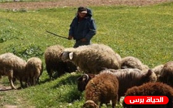 مستوطنون يعتدون على راعي أغنام وينهبون ماشيته جنوب الخليل
