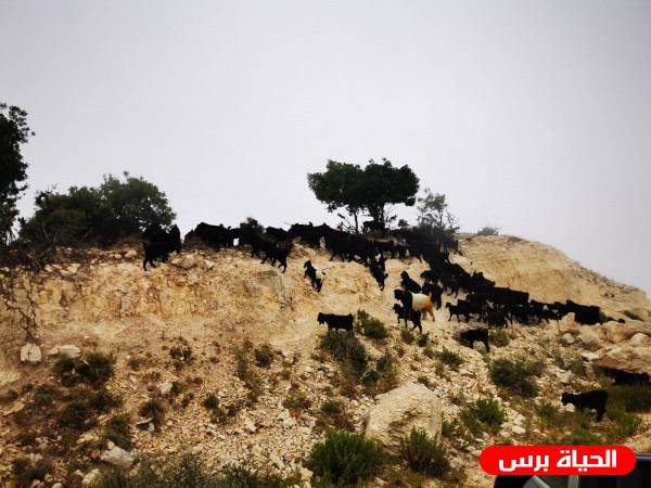 لبنان : الاحتلال يختطف الراعي اللبناني ماهر حمدان