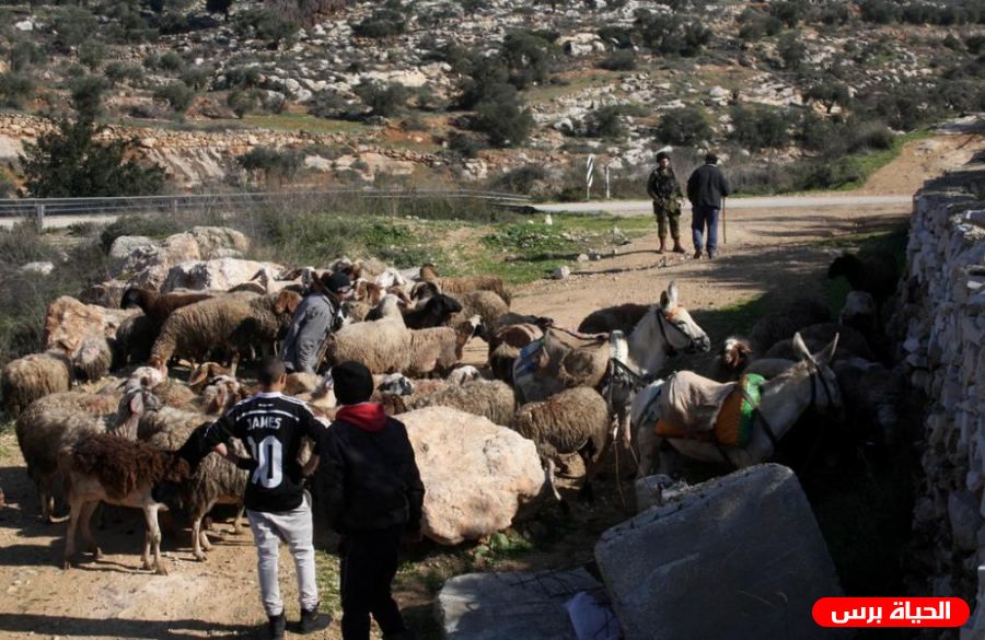 الاحتلال يستهدف رعاة الأغنام شرق خانيونس