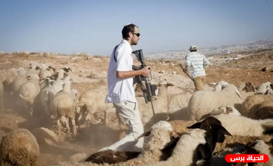 مستوطنون يسرقون ثلاثة رؤوس أغنام شرق بيت لحم