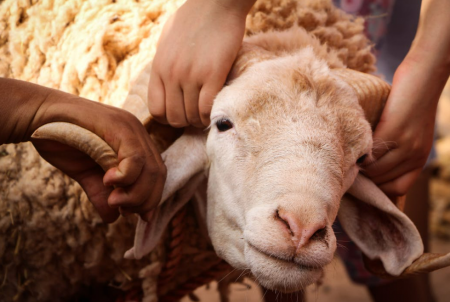 كم باقي على عيد الأضحى 2023