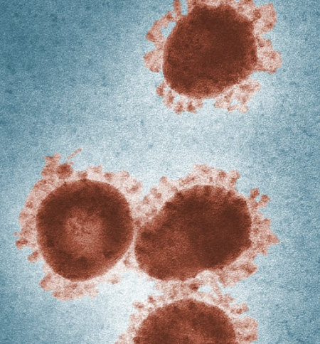 ما هو فيروس ماربورغ Marburg virus 