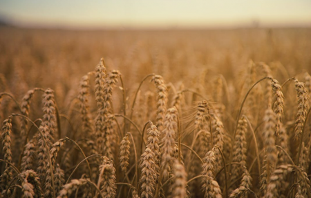 مشكلة تداعي القمح