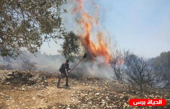 الدفاع المدني يخمد حريقا طال 50 شجرة زيتون في قرية الطيبة غرب جنين