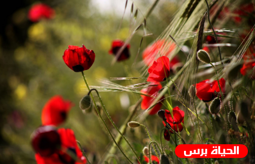 طقس فلسطين اليوم السبت : الحرارة أدنى من معدلها السنوي بثلاث درجات وتحذير يومي الأحد والاثنين