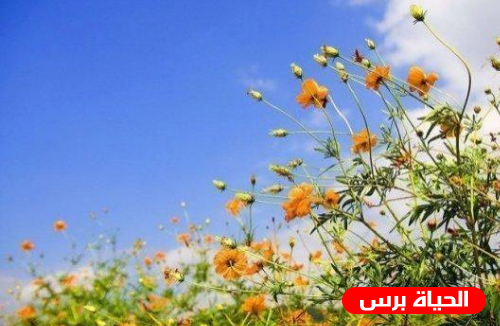 طقس فلسطين : ارتفاع ملموس على درجات الحرارة