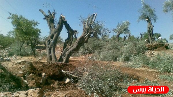 الاحتلال يقتلع 120 شجرة زيتون في اللبن الغربي